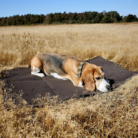 HUNDEMATTENTASCHE - NOBO, anthrazit
