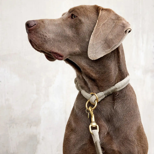 HUNDEHALSBAND GEFLOCHTEN - MILA, NATUR L (55cm)