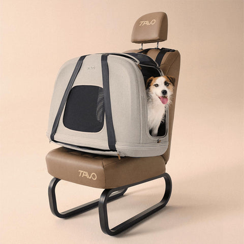 Tavo Pets Crispin merle medium montiert mit Jack Russell Terrier, Transporttasche für Hunde mit Isofix-Befestigung, Sicherheitstest, Beratung bei Petperten Karlsruhe
