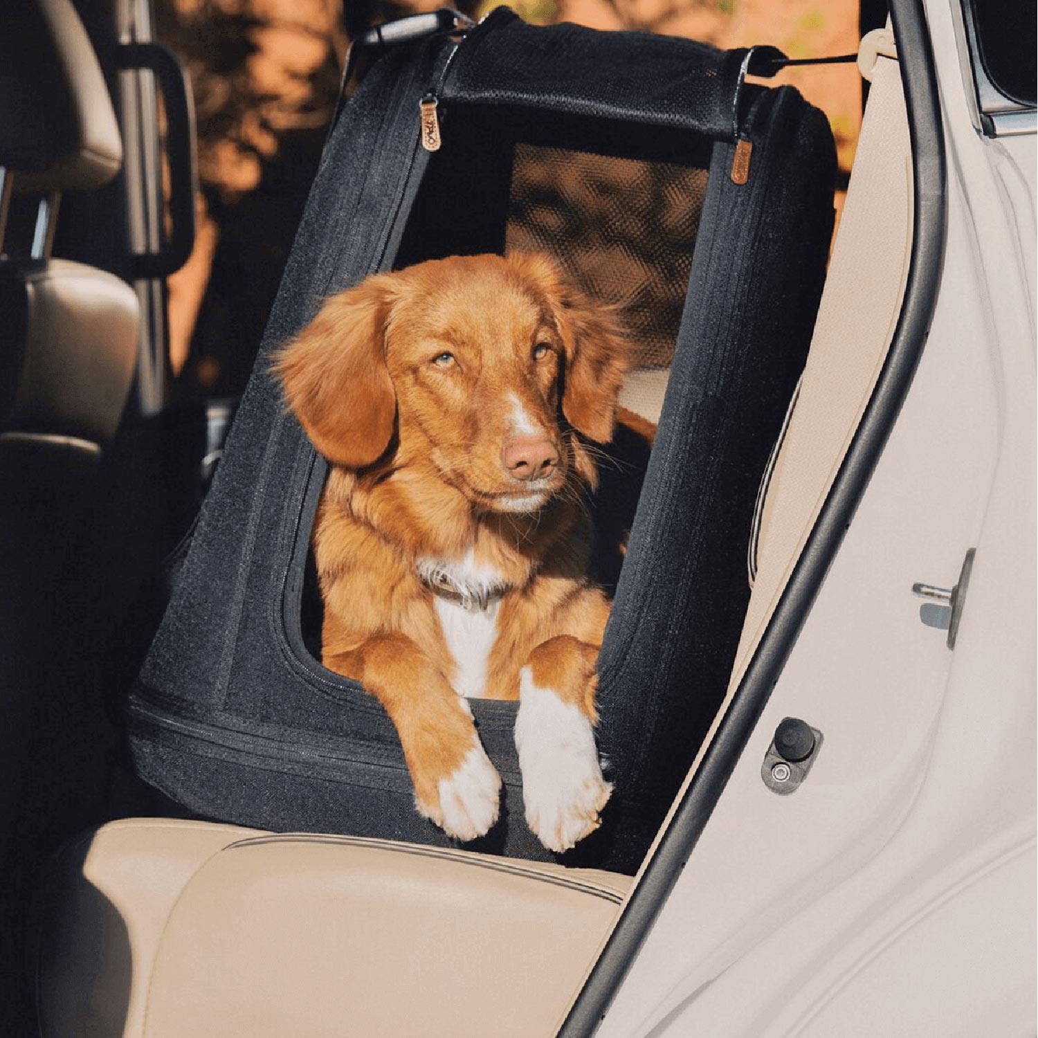 Tavo Pets Crispin onyx medium im Auto mit Hund, Transporttasche für Hunde mit Isofix-Befestigung, Sicherheitstest, Beratung bei Petperten Karlsruhe