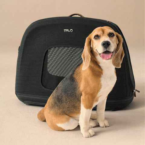Tavo Pets Crispin onyx medium mit Beagle, Transporttasche für Hunde mit Isofix-Befestigung, Sicherheitstest, Beratung bei Petperten Karlsruhe