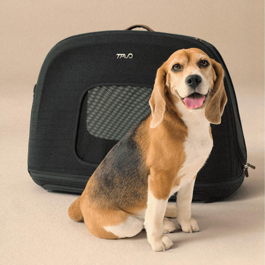 Tavo Pets Crispin onyx medium mit Beagle, Transporttasche für Hunde mit Isofix-Befestigung, Sicherheitstest, Beratung bei Petperten Karlsruhe