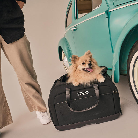 Spitz mit Tavo Pets Hendrick Transporttasche Onyx für Hunde und Katzen mit Isofix-Befestigung, Sicherheitstest, Beratung bei Petperten Karlsruhe