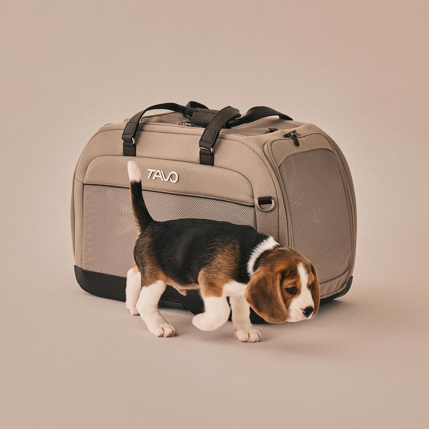 Beagle Welpe mit Tavo Pets Hendrick Transporttasche Tawny für Hunde und Katzen mit Isofix-Befestigung, Sicherheitstest, Beratung bei Petperten Karlsruhe
