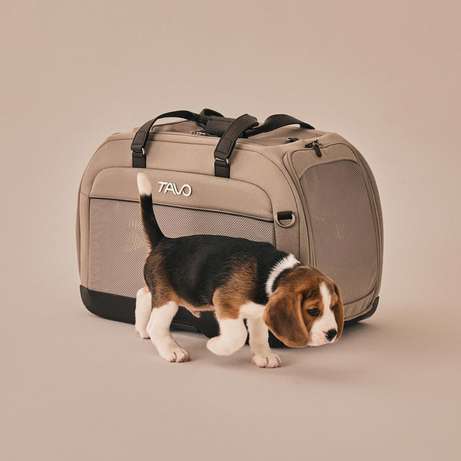 Beagle Welpe mit Tavo Pets Hendrick Transporttasche Tawny für Hunde und Katzen mit Isofix-Befestigung, Sicherheitstest, Beratung bei Petperten Karlsruhe