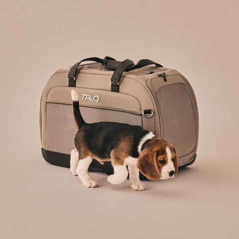 Beagle Welpe mit Tavo Pets Hendrick Transporttasche Tawny für Hunde und Katzen mit Isofix-Befestigung, Sicherheitstest, Beratung bei Petperten Karlsruhe