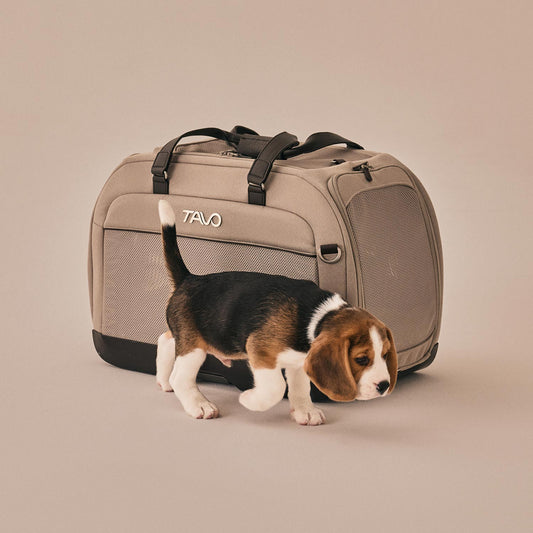 Beagle Welpe mit Tavo Pets Hendrick Transporttasche Tawny für Hunde und Katzen mit Isofix-Befestigung, Sicherheitstest, Beratung bei Petperten Karlsruhe