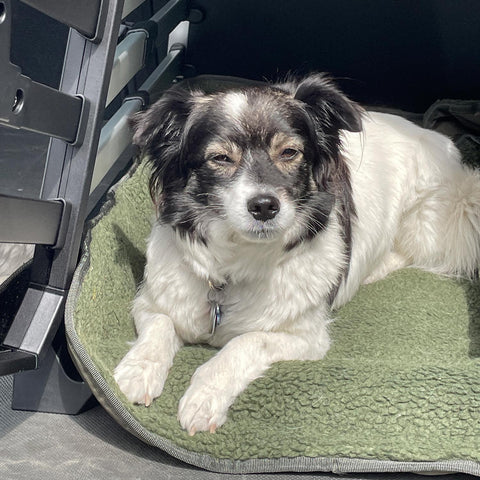 Thule Allax Hundebox S